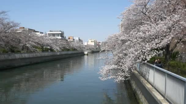 Tokyo Oyoko River Fleurs Cerisier — Video