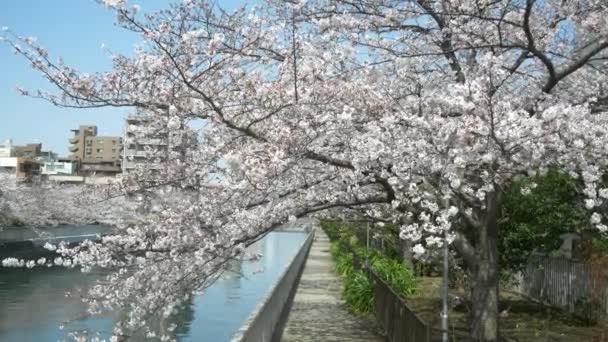Tokyo Oyoko Floden Cherry Blommar — Stockvideo