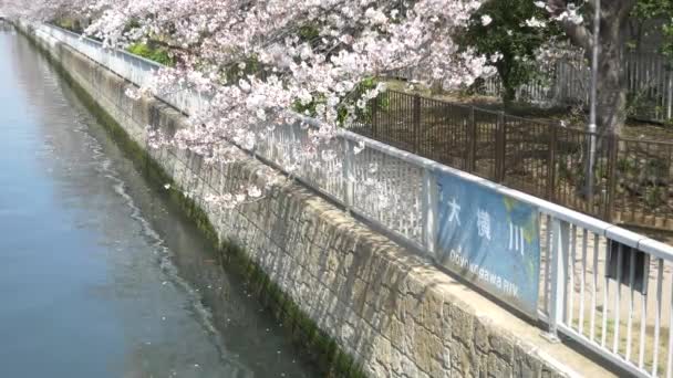 Tokyo Oyoko River Cherry Blossoms — Stock Video