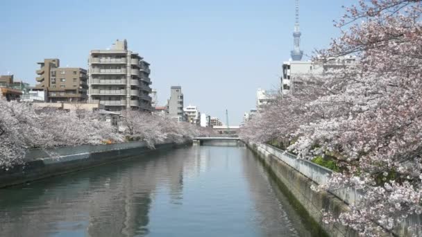 Tokio Oyoko River Cherry Bloeit — Stockvideo