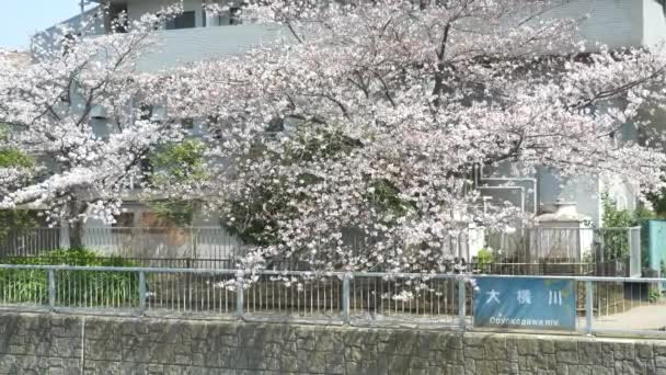 Tokio Oyoko Rzeka Kwitnie Wiśnia — Wideo stockowe