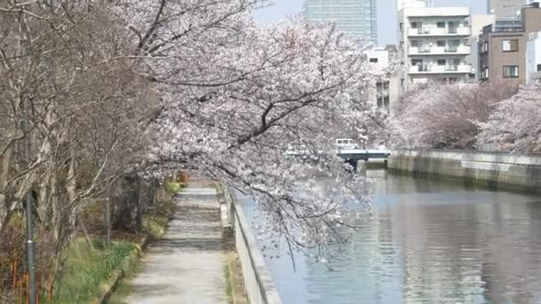 Tokyo Oyoko Floden Cherry Blommar — Stockvideo