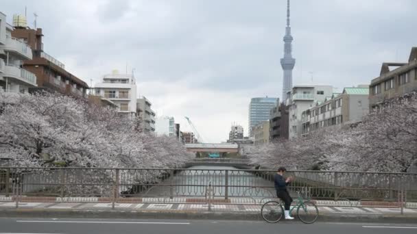 Tokio Oyoko Rzeka Kwitnie Wiśnia — Wideo stockowe