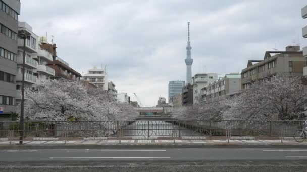 Tokyo Oyoko Nehri Kiraz Çiçekleri — Stok video