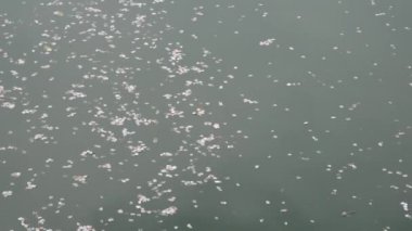 Nehirden akan kiraz çiçekleri.