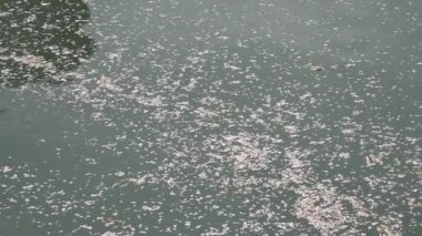 Nehirden akan kiraz çiçekleri.