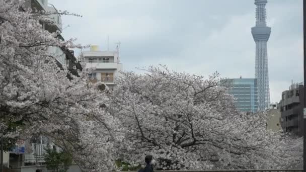Tokyo Oyoko Nehri Kiraz Çiçekleri — Stok video