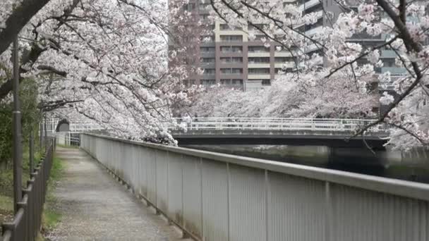 Tokio Río Oyoko Flores Cerezo — Vídeos de Stock