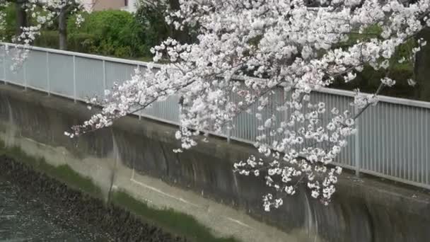 벚꽃을 피우는 — 비디오