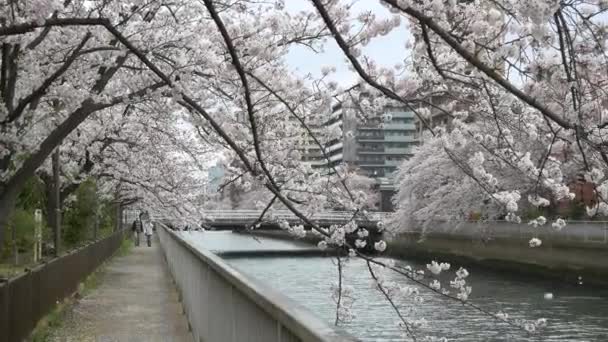 Tokyo Oyoko River Cherry Floare — Videoclip de stoc