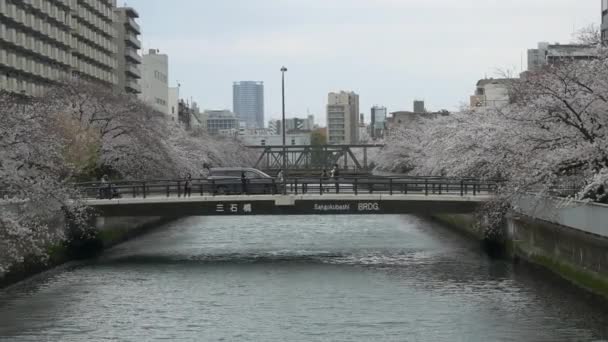 Tokio Río Oyoko Flores Cerezo — Vídeo de stock