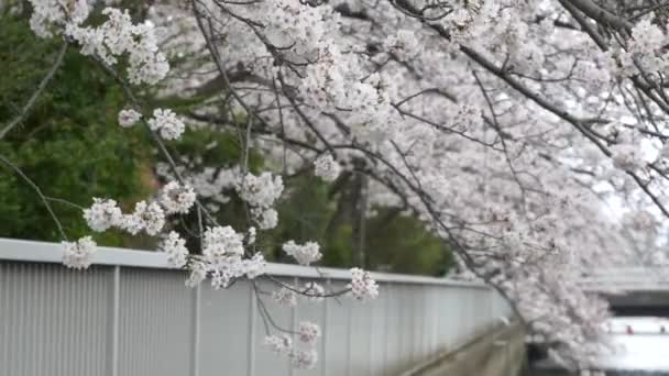 Fiume Tokyo Oyoko Fiori Ciliegio — Video Stock