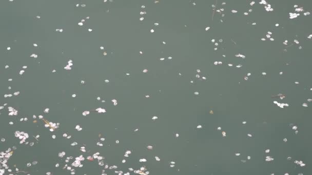 樱花花瓣流过江面 — 图库视频影像