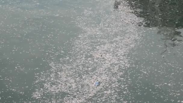 Pétales Fleurs Cerisier Coulant Dans Rivière — Video