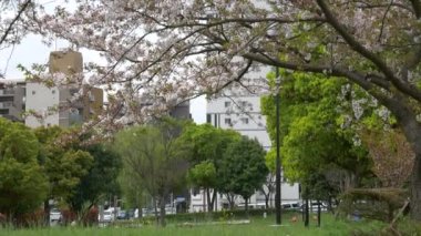 Tokyo Yaprak Kiraz Çiçekleri 2021 İlkbahar