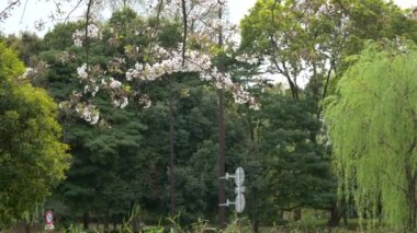 Tokyo Yaprak Kiraz Çiçekleri 2021 İlkbahar