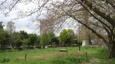 Tokyo Yaprak Kiraz Çiçekleri 2021 İlkbahar