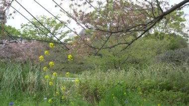 Tokyo Yaprak Kiraz Çiçekleri 2021 İlkbahar