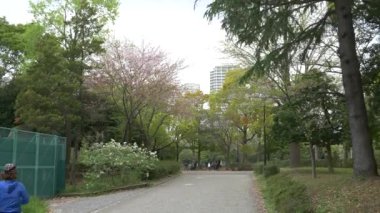 Tokyo Yaprak Kiraz Çiçekleri 2021 İlkbahar