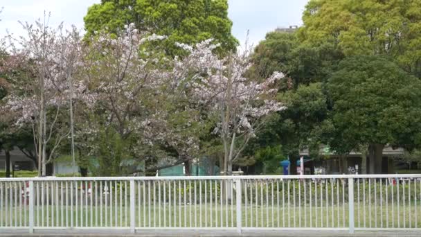 Цветение Сакуры Токийском Листке 2021 Год Весна — стоковое видео