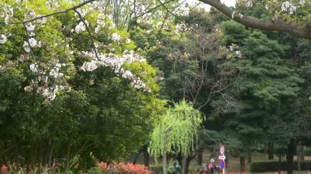 Tokyo Leaf Körsbär Blommor 2021 Vår — Stockvideo