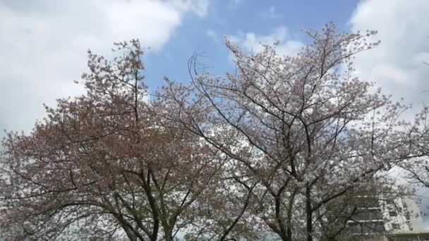 2021年春天 东京的叶子樱花盛开 — 图库视频影像