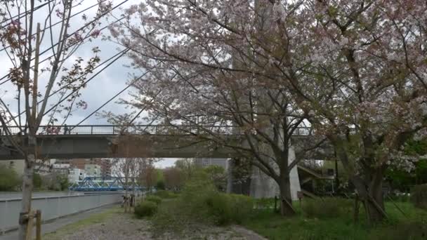 Tokyo Leaf Körsbär Blommor 2021 Vår — Stockvideo