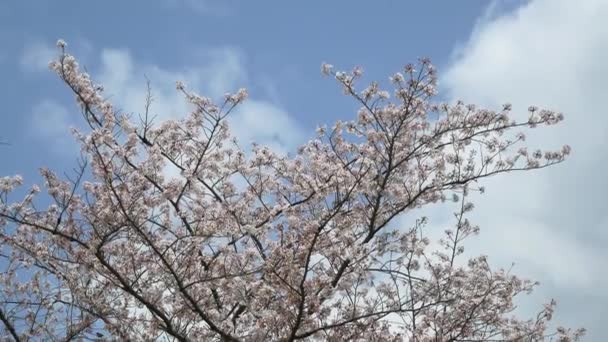 Tokio Blad Kersenbloesems 2021 Lente — Stockvideo