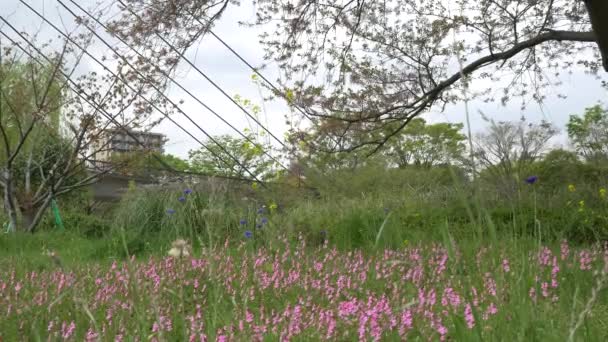 Tokyo Leaf Flores Cerezo 2021 Primavera — Vídeos de Stock