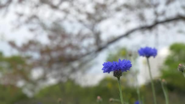 Tokio Blatt Kirsche Blüht 2021 Frühling — Stockvideo