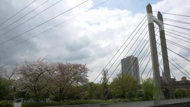 Tokio Blad Kersenbloesems 2021 Lente — Stockvideo
