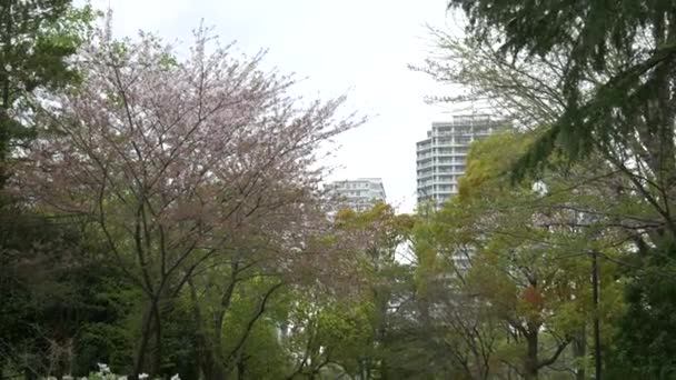 Tokijské Květy Třešní 2021 Jaro — Stock video