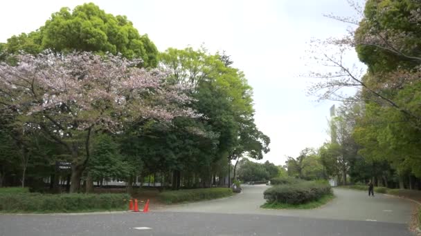 Tokyo Fleurs Cerisier Feuille 2021 Printemps — Video
