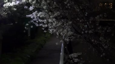Gece kiraz çiçekleri 2021 İlkbahar