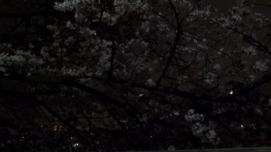 Gece kiraz çiçekleri 2021 İlkbahar