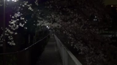 Gece kiraz çiçekleri 2021 İlkbahar