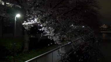 Gece kiraz çiçekleri 2021 İlkbahar