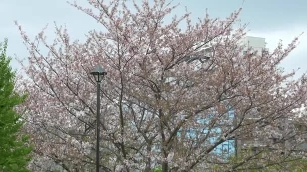 Tokyo Leaf Cherry Blossoms 2021 Spring — Stock Video