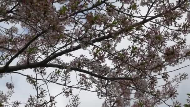 Цветение Сакуры Токийском Листке 2021 Год Весна — стоковое видео