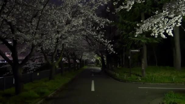 Noite Flores Cereja 2021 Primavera — Vídeo de Stock