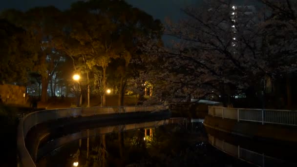 Ночная Сакура Расцветает 2021 Весной — стоковое видео