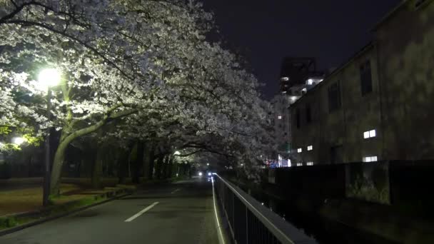 Gece Kiraz Çiçekleri 2021 Lkbahar — Stok video