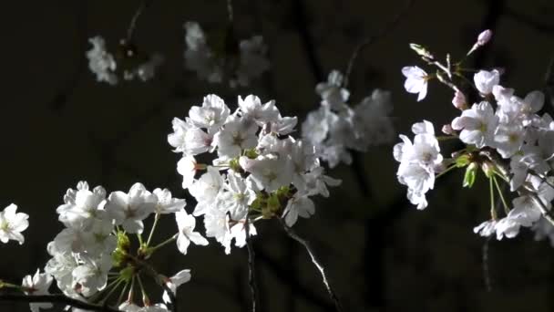 Nocne Kwiaty Wiśni 2021 Wiosna — Wideo stockowe