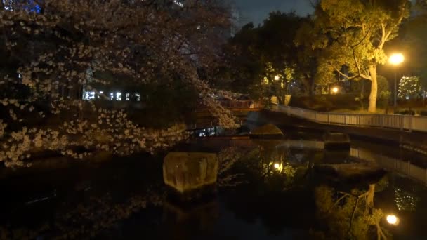 Night Cherry Blossoms 2021 Spring — Stock Video