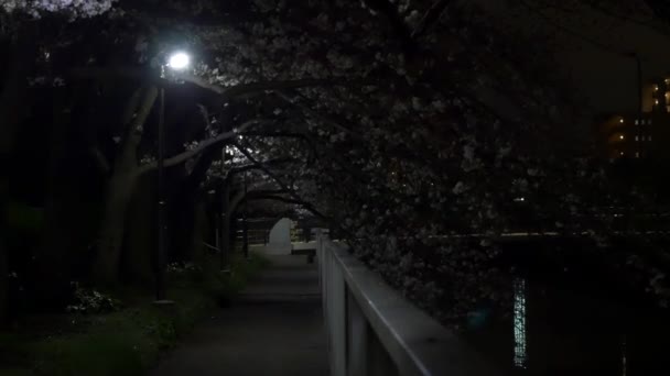 Night Cherry Blossoms 2021 Spring — Stock Video