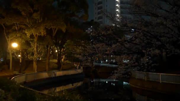 Ночная Сакура Расцветает 2021 Весной — стоковое видео