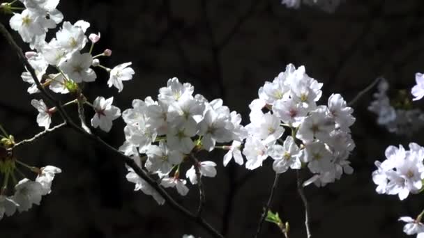 Nachtkirsche Blüht 2021 Frühling — Stockvideo