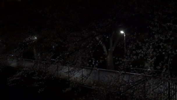 Nachtkirsche Blüht 2021 Frühling — Stockvideo
