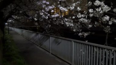 Gece kiraz çiçekleri 2021 İlkbahar