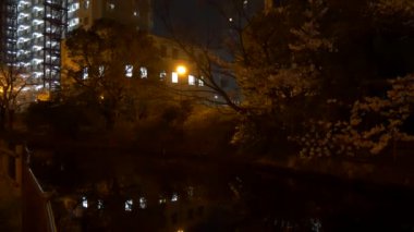 Gece kiraz çiçekleri 2021 İlkbahar
